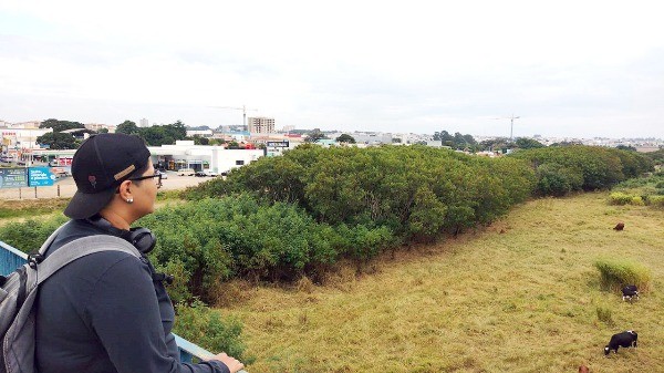 Sem controle, árvore daninha invade região e ameaça o meio ambiente