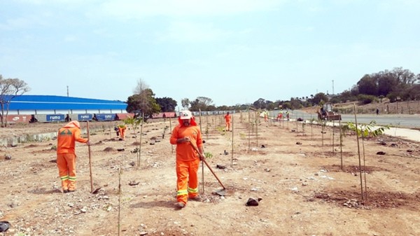 Para preservar espécies, Hortolândia planta árvores ameaçadas de extinção