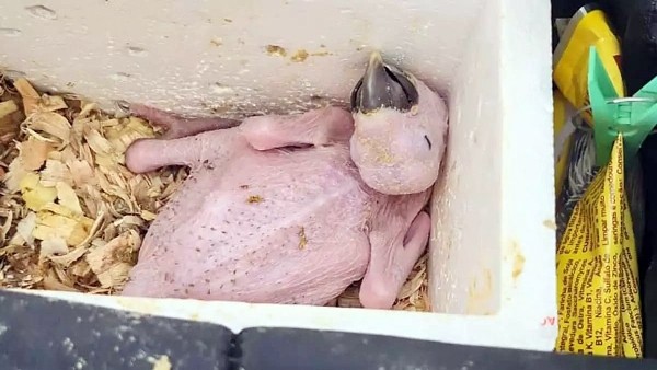 Homem é multado e detido por maus-tratos a filhote de arara