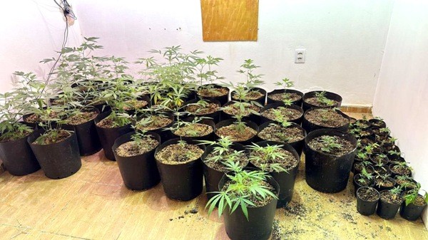 Polícia Civil localiza mais de 50 pés de maconha em Sumaré