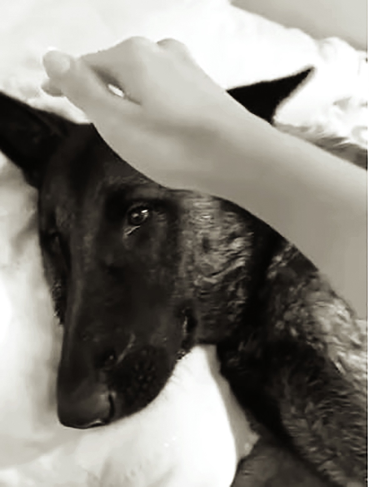 Cachorra morre ao pular do 4º andar após pavor de rojões em Sumaré