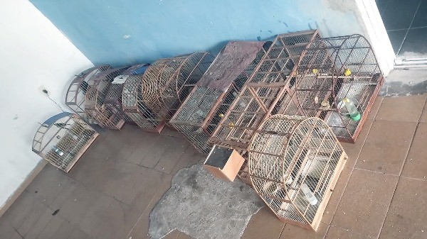 Homem é multado em R$ 6 mil por aprisionar pássaros em Hortolândia