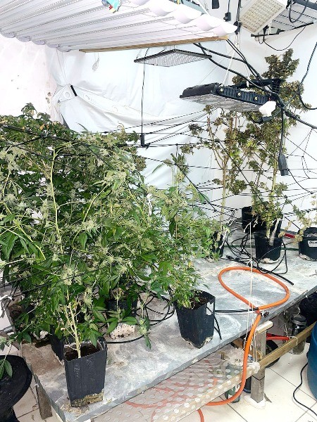 Homem é preso com 35 pés de maconha no Jardim Amanda
