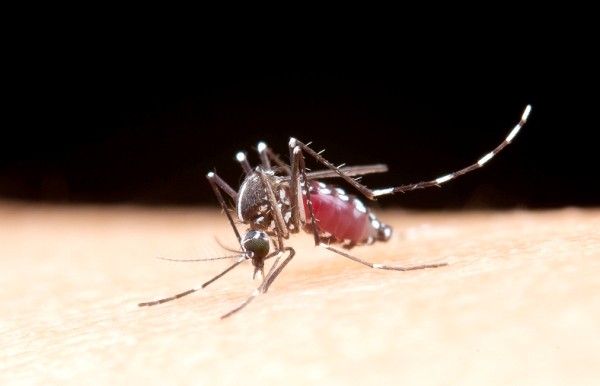 Nova Odessa tem 1ª morte por dengue do ano e outras duas são investigadas