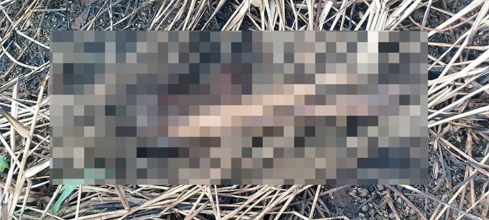 Polícia Civil localiza ossada humana em Paulínia após cães aparecerem com restos mortais