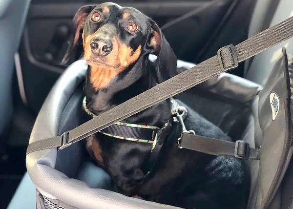 Paulínia proíbe animais sozinhos em veículos e prevê punições aos tutores