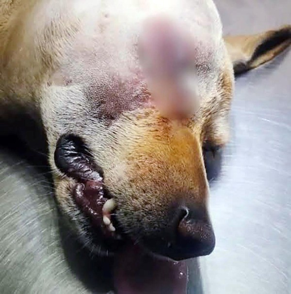 Cão é socorrido ao levar pedrada no olho em Sumaré