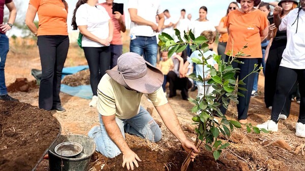 Região investe em arborização urbana para enfrentar mudanças climáticas