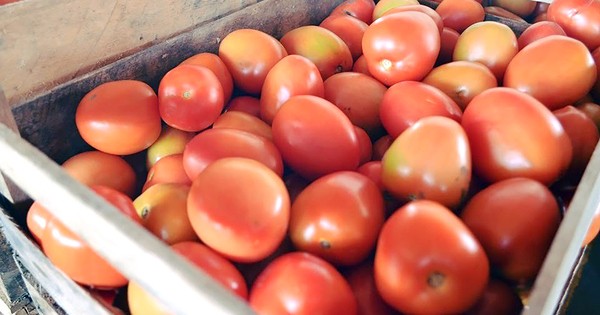 Tomate dispara 115,4% na região por causa de entressafra; legumes sobem
