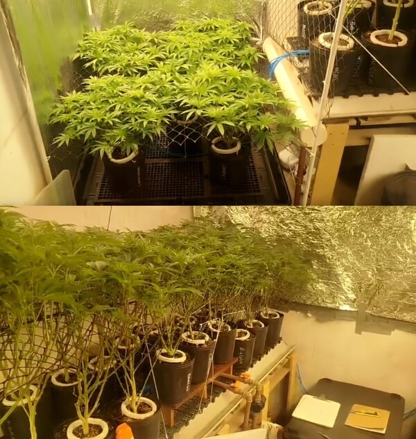 PM descobre “superestufa” de maconha em residência de Hortolândia