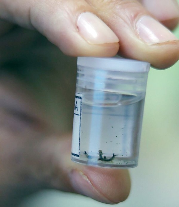 Hortolândia finaliza contagem de larvas de Aedes aegypti encontradas em residências