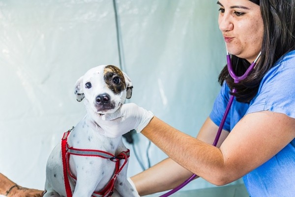Paulínia abre vagas para programa de castração de cães e gatos