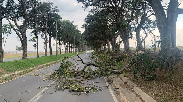 Monte Mor mantém equipes em alerta após vendaval derrubar árvores na quarta-feira