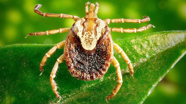 Sumaré registra primeira morte por febre maculosa e a quarta da região