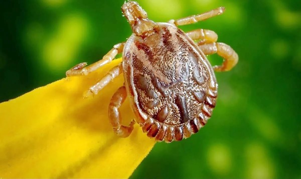 Paulínia tem o primeiro caso de febre maculosa em 2026; paciente é curado